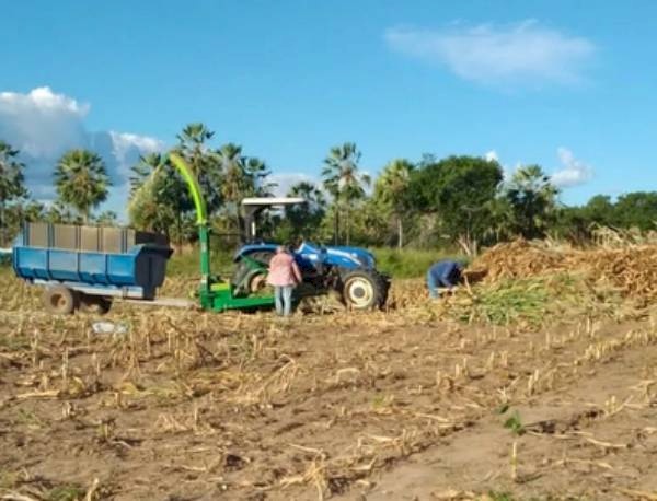 Mais de 600 toneladas de ração animal para produtores do campo em Aparecida