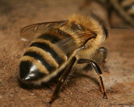 Abelha 