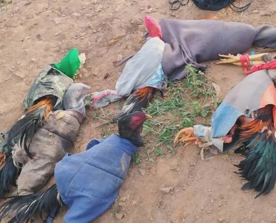 Batalhão Ambiental combate rinha de galos