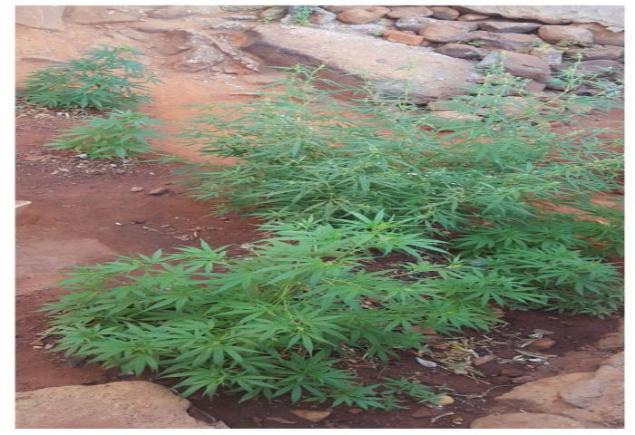 Maconha