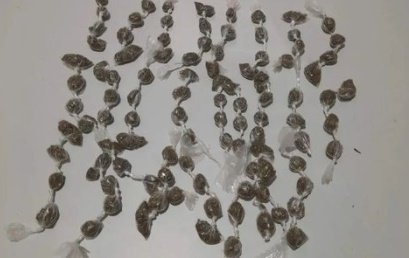 NA PB – Polícia realiza apreensão de aproximadamente 100 papelotes de maconha 