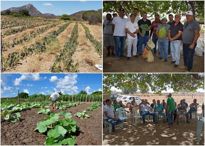 Dia de campo sobre palma forrageira realizado pela a Empaer