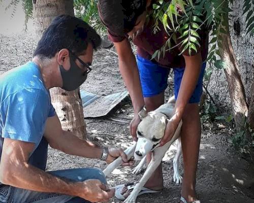 Departamento de Vigilância Ambiental dar sequência ao Trabalho de Controle da Leishmaniose Visceral em Aparecida