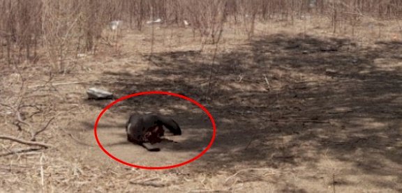 AÇÃO CRIMINOSA – Elementos desconhecidos invadem fazenda, matam boi e fogem levando toda a carne do animal, no Sertão 