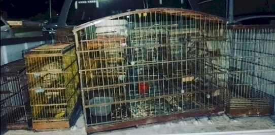 Aves silvestres apreendidas pela polícia militar 