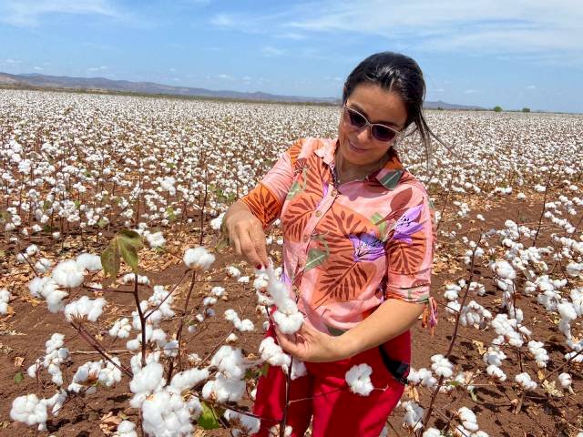Começou a colheita do 4º ano do Projeto Ouro Branco com 270 hectares plantadas em Sousa; Assista 