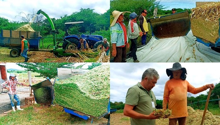 Processo de produção de silagem na zona rural de Aparecida 