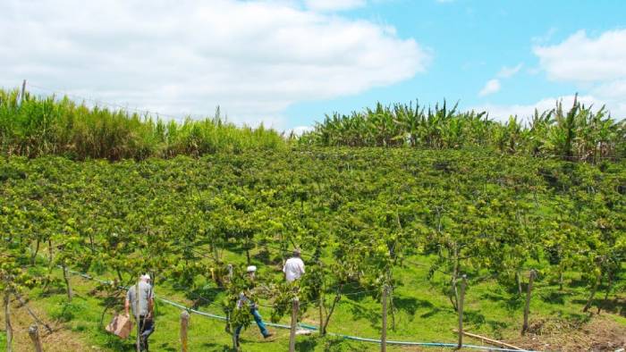 Produção de uva