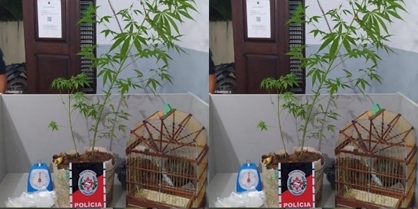 Popular é preso por tráfico de drogas e crime ambiental 
