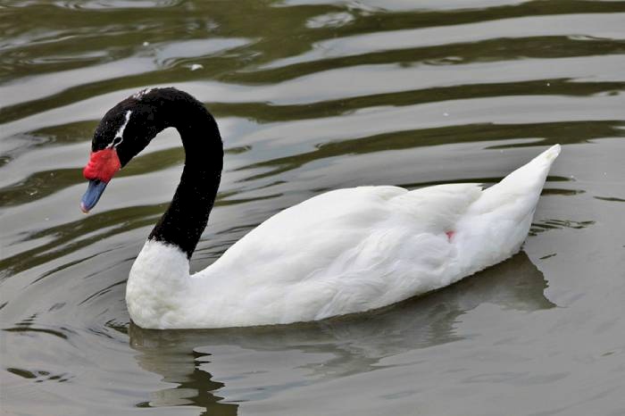Doença detectada em uma ave silvestre da espécie Cygnus melancoryphus