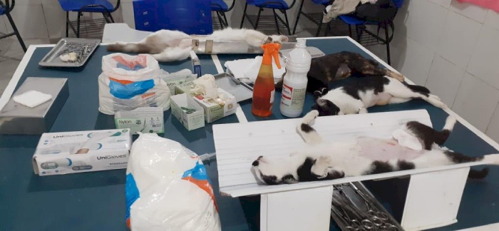 Projeto irregular de castração e constata maus-tratos contra animais