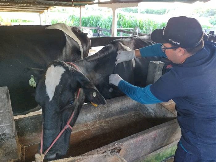 Vacinação contra brucelose do rebanho bovino de criadores da zona rural