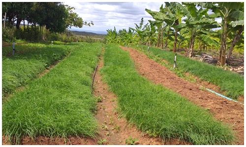 Agricultura 