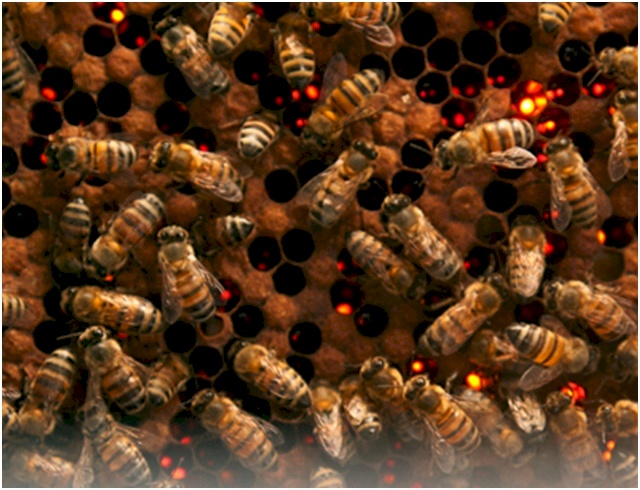 Abelha da espécie Apis mellifera ligustica, ou como é conhecida “Abelha Italiana” ou “Europa”.