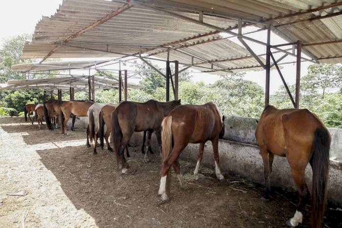 Manejo recolhe quase 300 animais soltos nas ruas