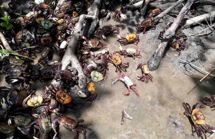 Alerta sobre o período de defeso do caranguejo-uçá