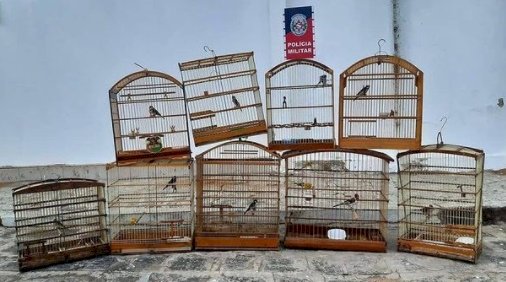 Polícia apreende nove aves silvestres e aplica multa de quase R$ 5.000,00 a proprietário em Sousa 