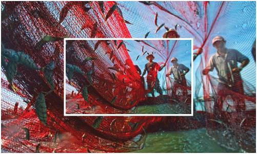 Pesca