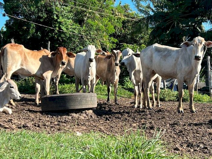 Agricultura familiar ajuda a aumentar produção leiteira no Nordeste