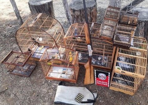 Polícia militar apreende arma de fogo e aves silvestres, na Paraíba 