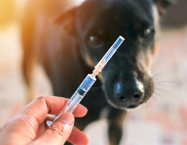 Saúde prepara Dia D da Vacinação contra a Raiva Animal