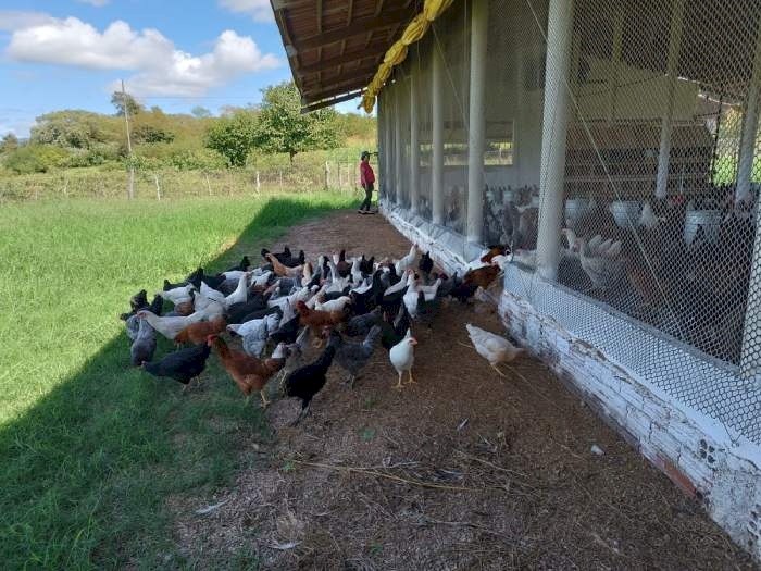 Criação de galinha caipira, destinada à produção de ovos