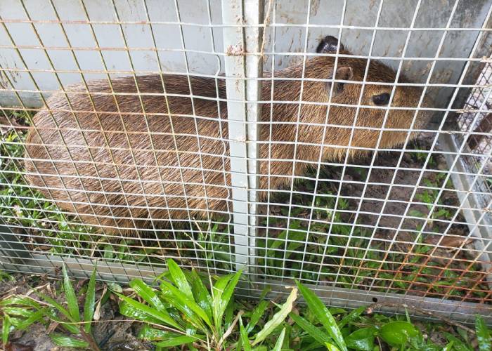 Capivara