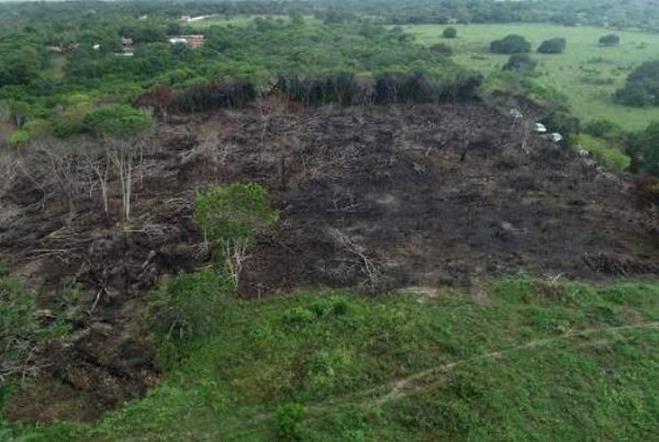 MPPB ajuíza ação e requer que acusados de desmatar Mata Atlântica na Mata do Xem-Xém sejam condenados a reparar dano ambiental