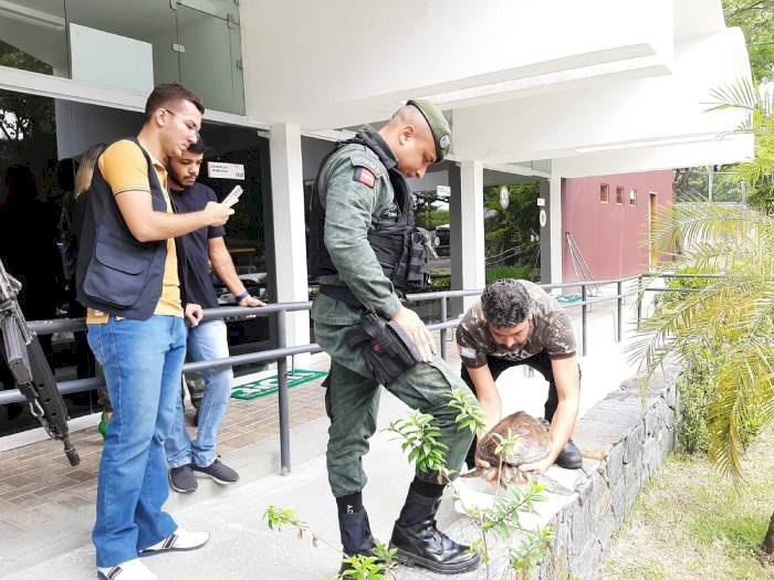 Tartaruga marinha verde deixada na entrada do Parque Zoobotânico Arruda Câmara, a Bica