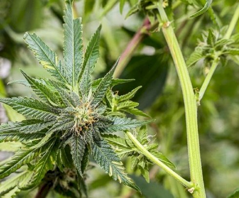 Polícia Civil desarticula laboratório de refino de drogas e descobre plantação de maconha em apartamento 