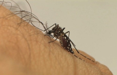 Mosquito Aedes aegypti