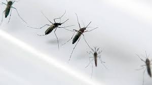 Casos de febre Oropouche crescem no país