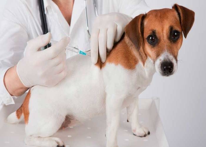 Cão