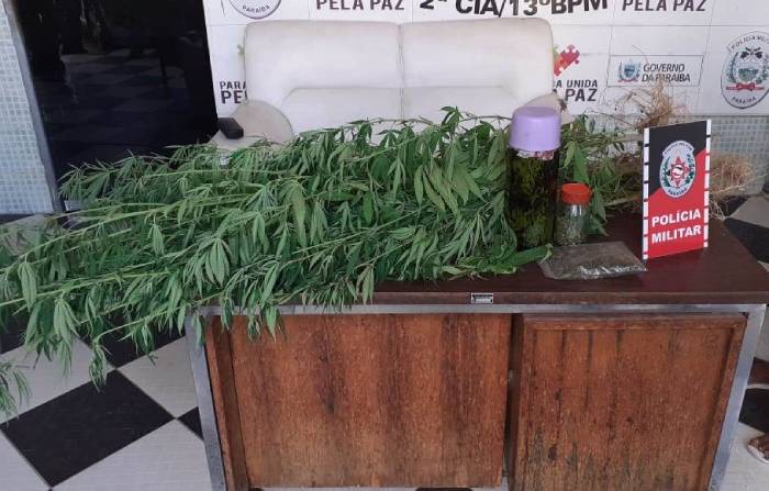 Pés de Maconha