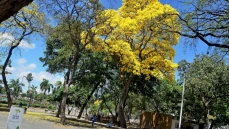 João Pessoa conquista selo de ‘Cidades Árvores do Mundo’ pela 3ª vez