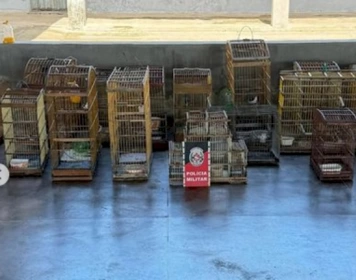 Apreensão de aves silvestres na região do Vale do Piancó