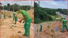 Plantio de três mil mudas