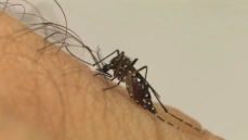Mosquito Aedes aegypti