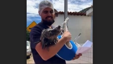 Castração destinada a cães e gatos em Vieirópolis