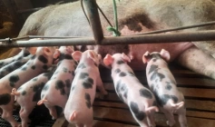 Sedap-PB realiza atualização cadastral obrigatória das criações de animais