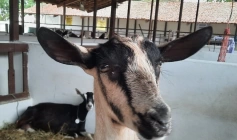 7ª edição da Juá Capri, em Juazeirinho