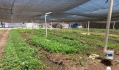 Produção de hortaliças com sistema de hidroponia