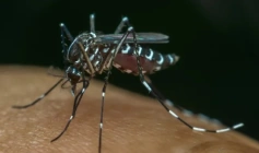 Mobilização contra dengue no Brasil