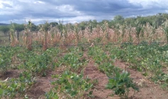 Reconhecimento federal de situação de emergência por causa da estiagem