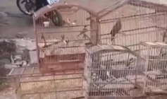 Aves silvestres apreendidas pela Polícia Militar em Patos 