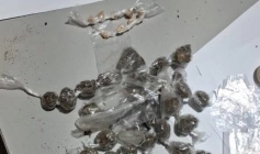 Drogas apreendidas pela Polícia Civil em Pedras de Fogo 