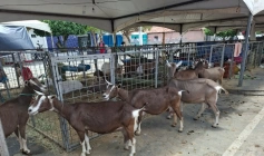 Exposição de animais