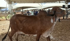 Atualização cadastral obrigatória das criações de animais