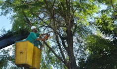 1.200 podas de árvores na Capital, em novembro