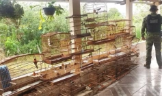 Aves silvestres apreendidas pela Batalhão Ambiental no município de Salgado de São Félix